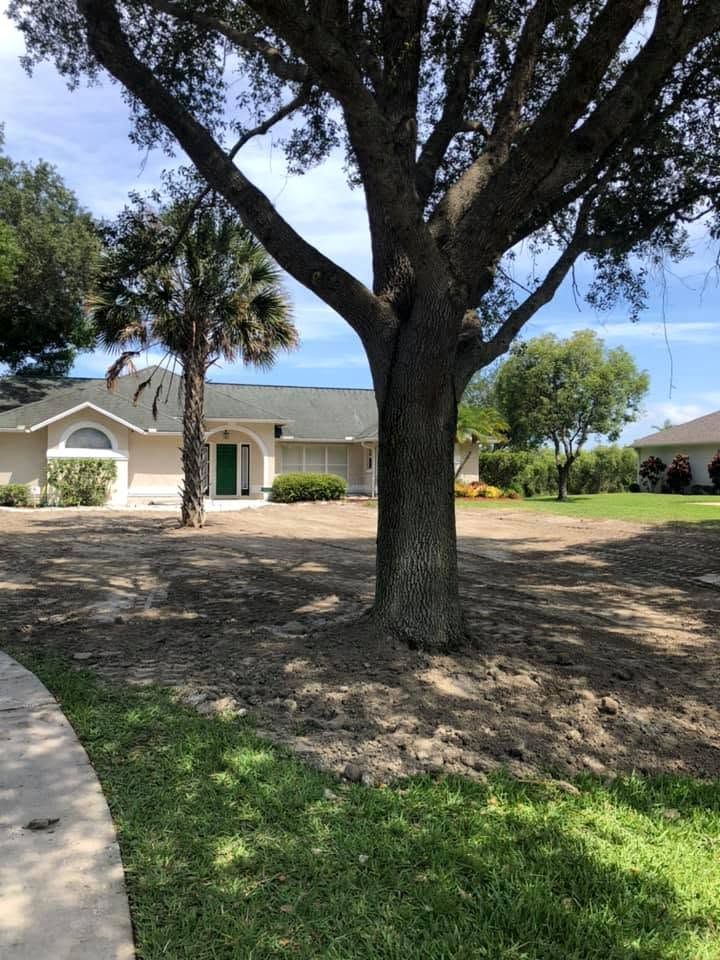 Front yard cleared of underbrush around a live oak
