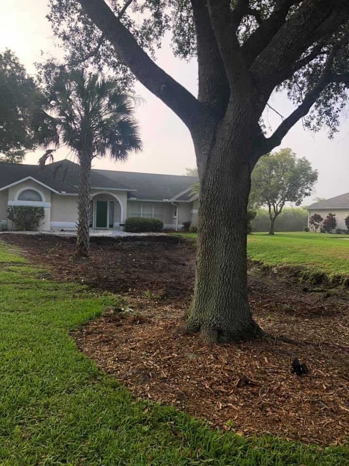 Cleared, mulched ground under a live oak beside a home on a Harrack job